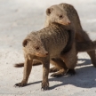 Banded Mongoose - Etosha Safari Park in Namibia
