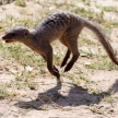Banded Mongoose - Etosha Safari Park in Namibia