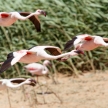 Flamingo Flying - Namibia