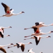 Flamingo Flying - Namibia