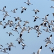 Pied Avocet, Namibia