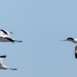 Pied Avocet, Namibia