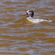Cape Teal, Namibia