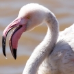 Flamingo - Namibia