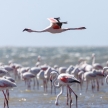 Flamingo Flying - Namibia