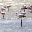 Flamingo - Namibia