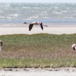 Flamingo Flying - Namibia
