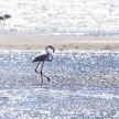 Flamingo - Namibia