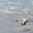 Flamingo Flying - Namibia
