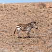 Mountain Zebra at Sossusvlei, Namibia