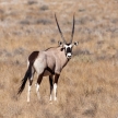Oryx in Sossusvlei, Namibia
