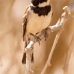 Male Sociable Weaver Bird, Namibia