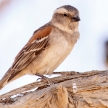 Female Sociable Weaver Bird, Namibia