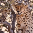 Cheetah in Sossusvlei, Namibia