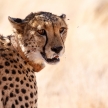 Cheetah in Sossusvlei, Namibia