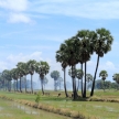 Countryside in Phetchaburi, Thailand