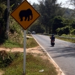 Elephant Sign - Phuket, Thailand