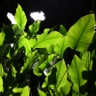 Shiny Green Leaf - Night Safari, Singapore