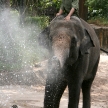 Elephant Show - Singapore Zoo, Singapore
