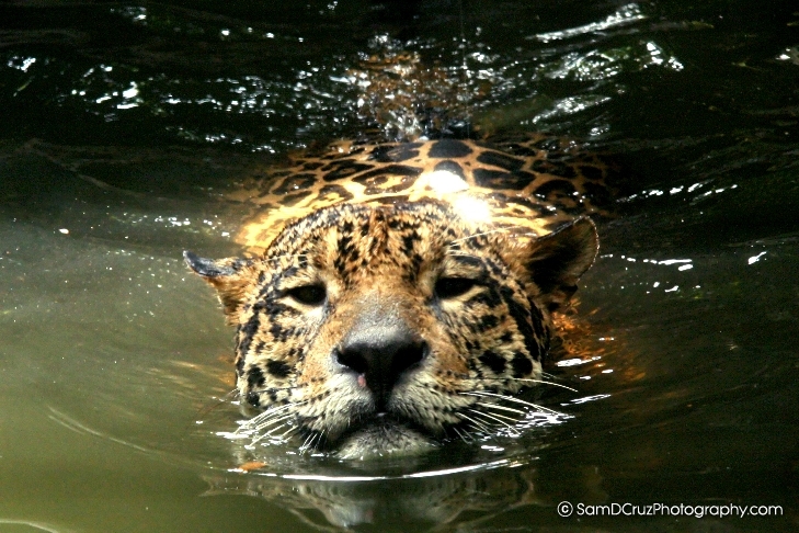 Leopard in Natural Habitat