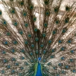 Peacock - Singapore Zoo, Singapore