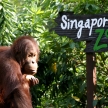 Orang Utan with Singapore Zoo Sign