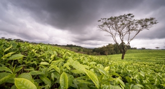 20-LushTeaLoneTree-12x18-L