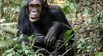 20-WildChimpanzee-12x18-L