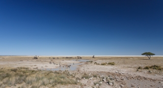 Zebra - Etosha, Namibia