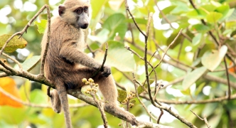 Olive Baboon - Bigodi Wetlands - Uganda, Africa