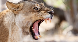 Lion Jaws - Okavango Delta - Moremi N.P.