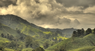 Tea Plantation, Malaysia