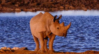 Black Rhino - Etosha Safari Park in Namibia