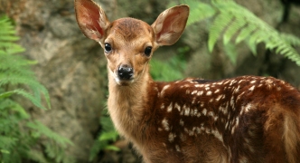Baby Deer, Japan