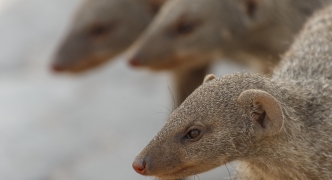 Banded Mongoose - Etosha Safari Park in Namibia