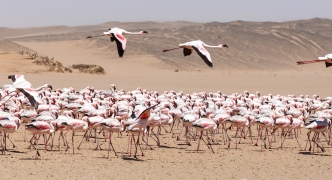 Flamingo Flying - Namibia