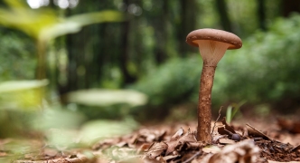 Wild Mushroom in Forest