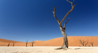 Dead Vlei - Sossusvlei, Namibia
