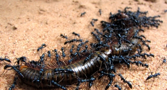 Ants Eating Centipede, Cambodia