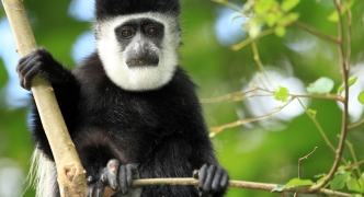 Black and White Colobus - Uganda, Africa
