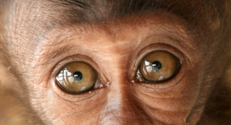 Long Tailed Macaque Baby