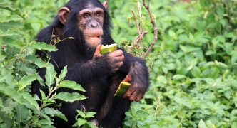 Chimpanzee - Uganda