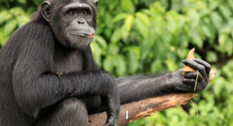 Chimpanzee - Uganda