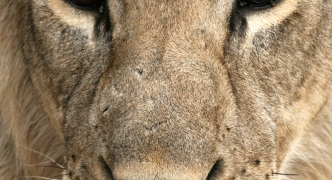 Tarangire National Park, Tanzania, Africa