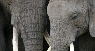 African Elephant, Tanzania, Africa
