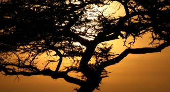 Acacia Tree Sunset, Serengeti, Africa