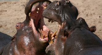 Serengeti Safari, Tanzania, Africa