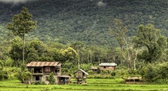 Rice Fields - Laos