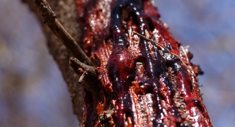 Tree Bleeding in Chobe N.P. Botswana, Africa