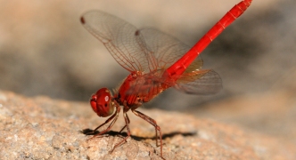Red Dragonfly